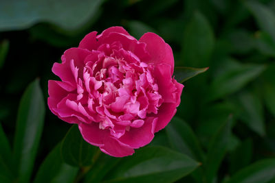 Close-up of pink rose flower