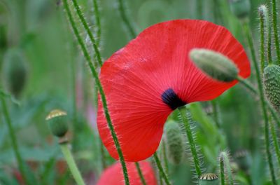 Close-up of red flower