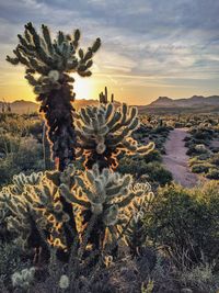 Cactus growing on field against sky during sunset