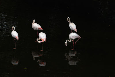 View of birds in lake