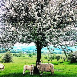 Sheep grazing on grassy field