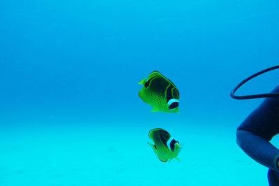 Fish swimming in sea