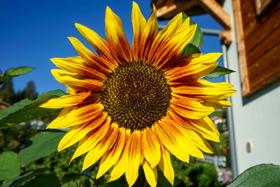 Close-up of yellow sunflower