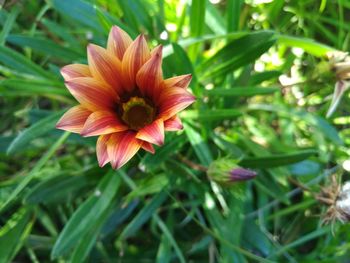 Close-up of flower blooming outdoors