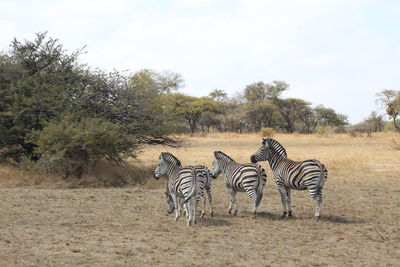 Zebra crossing in a field