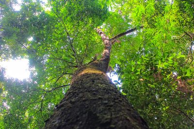 Low angle view of trees in the forest