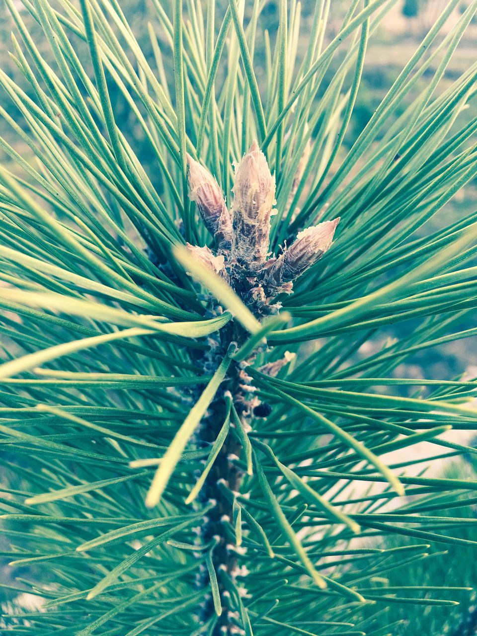 growth, plant, close-up, green color, nature, leaf, natural pattern, grass, beauty in nature, day, outdoors, full frame, fragility, green, tranquility, focus on foreground, blade of grass, lush foliage, palm leaf, botany, pine tree, scenics, growing, uncultivated, frond, needle - plant part, plant life, close up