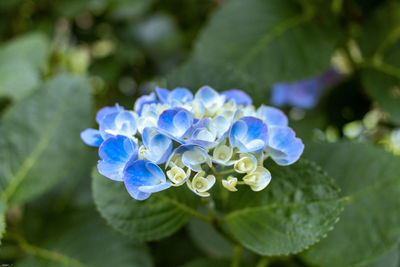 Close-up of purple flowering plant