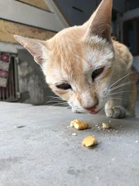 Close-up of a cat eating food