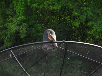 Bird perching on a tree