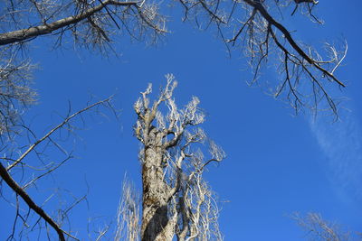 Low angle view of bare tree against clear blue sky