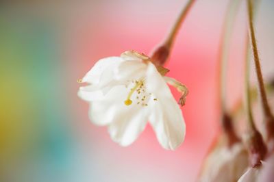 Close-up of white flowers