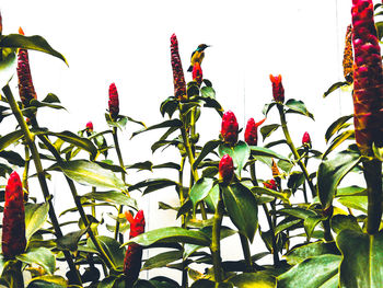 Low angle view of flowers blooming outdoors