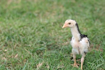 View of a bird on field