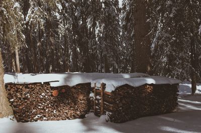 View of sheep on tree