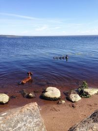 Swans swimming on lake against sky