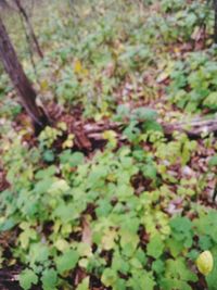 High angle view of plants growing on field