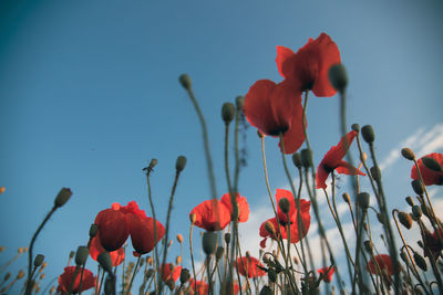 Close-up of red poppy flowers against sky