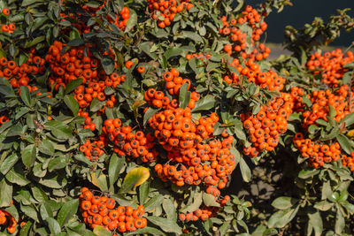 Close-up of orange flowering plants