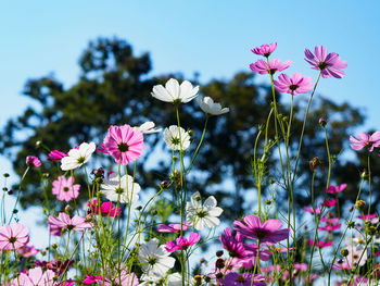 Close-up of flowers blooming against sky