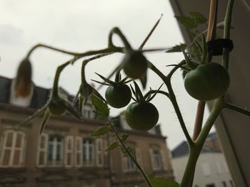 Low angle view of fruits growing on plant against building