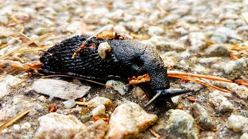 Close-up of crab on rock