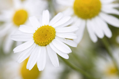 Close-up of white daisy flower