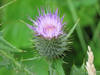 Close-up of thistle
