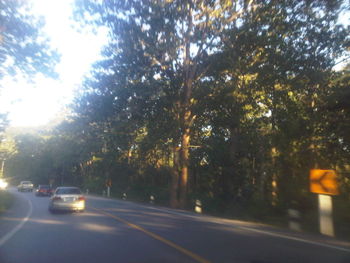 Road passing through forest