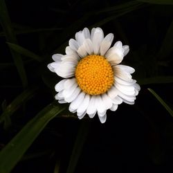 Close-up of white daisy blooming outdoors