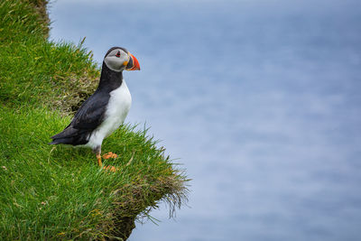 Bird perching on a plant