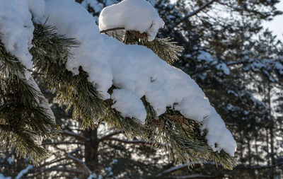 Low angle view of snow on tree against sky