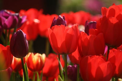 Close-up of red tulips in field