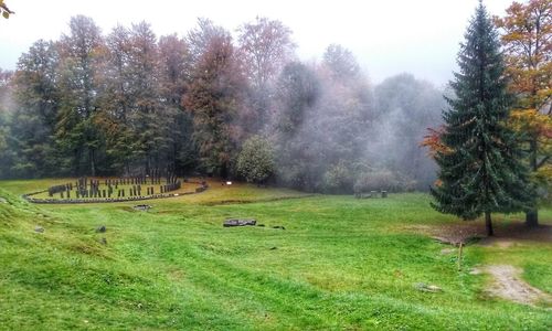 Trees on field during foggy weather