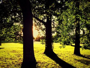 Trees growing on grassy field