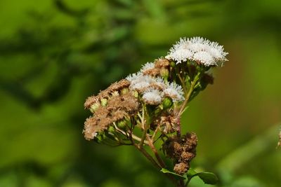 Close-up of white flowering plant