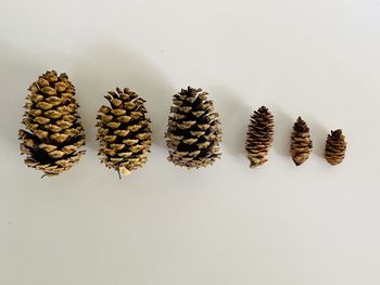 High angle view of pine cone against white background