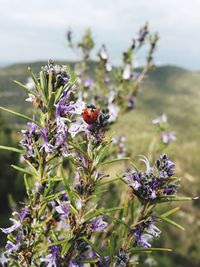 Close-up of insect on flowers