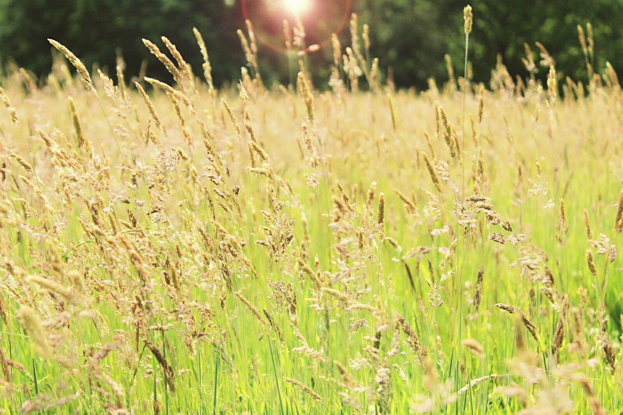 grass, growth, field, plant, nature, green color, beauty in nature, tranquility, grassy, close-up, sunlight, focus on foreground, growing, outdoors, day, no people, selective focus, freshness, uncultivated, blade of grass