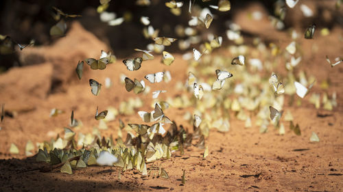 Butterflies perching on field