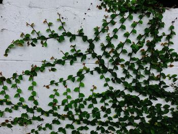 Full frame shot of ivy growing on wall