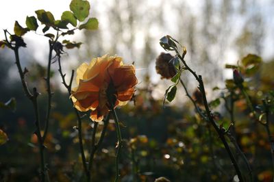 Roses in londons regents park in november 2019