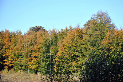 Trees on field against clear sky