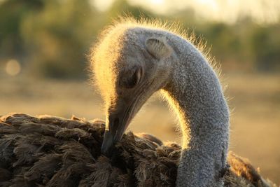 Headshot of an ostrich grooming its feathers