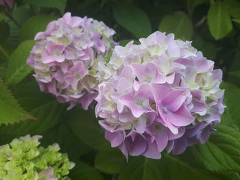 Close-up of pink hydrangea flowers