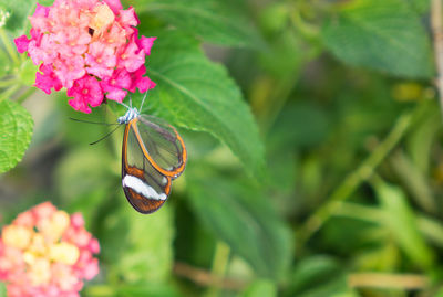 Close-up of insect on plant