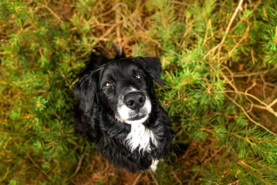 High angle portrait of a dog