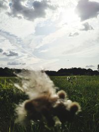 Surface level of land against sky