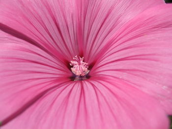 Close-up of pink flower