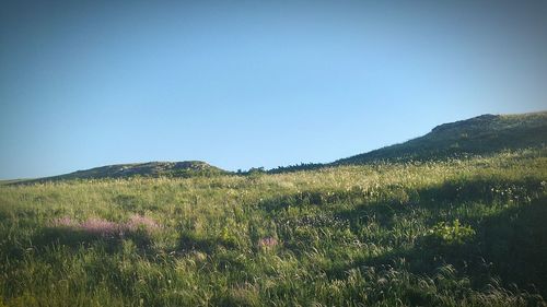 Scenic view of field against clear sky